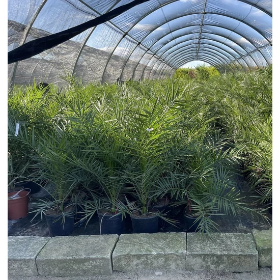 Datolyapálma PHOENIX CANARIENSIS K10