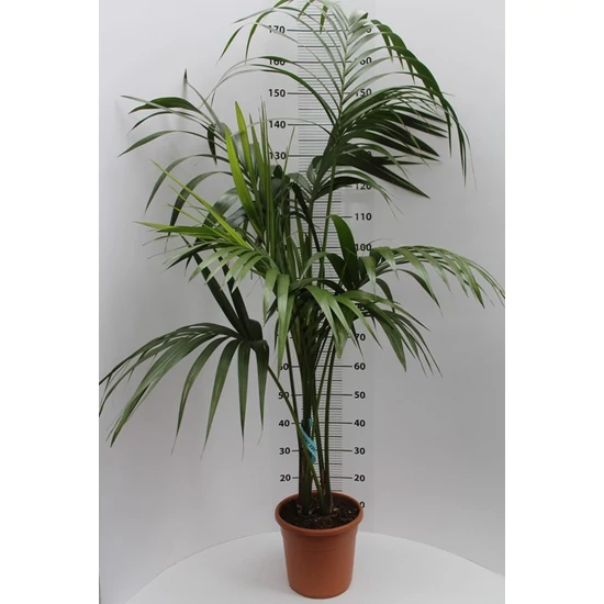 Kenciapálma HOWEA FORSTERIANA 5 NÖVÉNY/CSERÉP 180CM K12