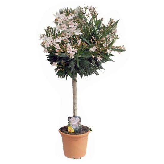 Leander   NERIUM OLEANDER T1/2 K7