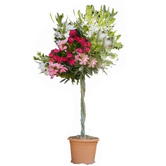 Leander   NERIUM OLEANDER TRICOLOR MINI SPIRAL K4