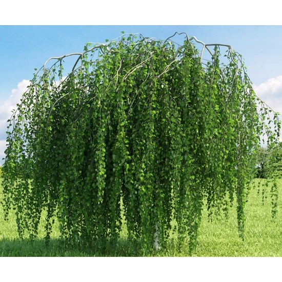 Szomorú nyír   BETULA PENDULA YOUNGII 25/30 EXTRA K230