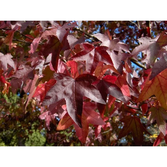 Amerikai ámbrafa   LIQUIDAMBAR STYRACIFLUA 175/200 K25