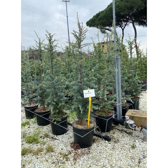 Himalájai cédrus   CEDRUS DEODARA ROBUSTA 80/100 K10