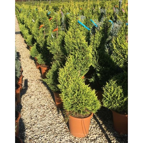 Arany lombú leyland ciprus CUPRESSOCYPARIS LEYLANDII CASTLEWELLAN GOLD SPIRÁL 100/120 K12