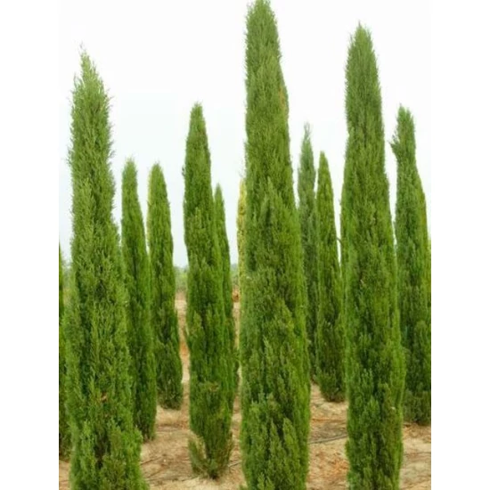 Európai ciprus   CUPRESSUS SEMPERVIRENS TOTEM 100/125 K12