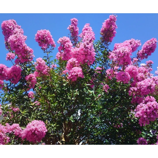 Kínai selyemmirtusz   LAGERSTROEMIA INDICA ROSEA T200 6/8 K18