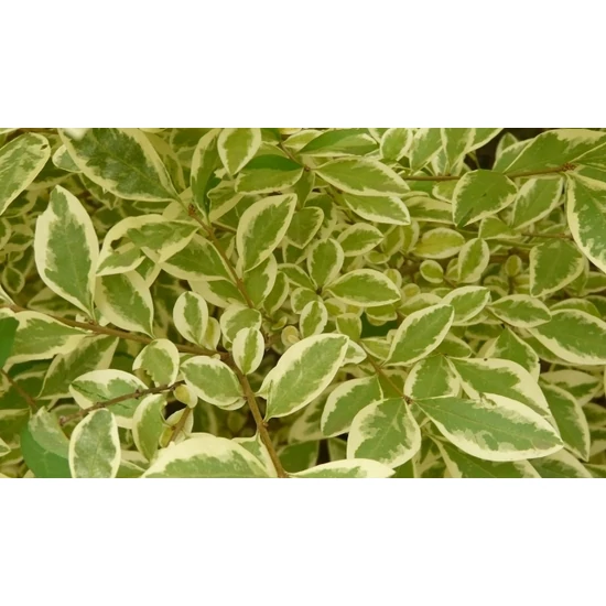 Széleslevelű fagyal   LIGUSTRUM OVALIFOLIUM ARGENTEUM K10