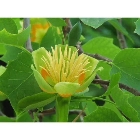 Oszlopos tulipánfa   LIRIODENDRON TULIPIFERA FASTIGIATUM T200 25/30 500/600 K180