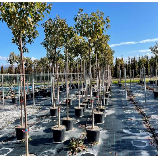 Japán díszcseresznye   PRUNUS SERRULATA KANZAN T200 10/12 K30