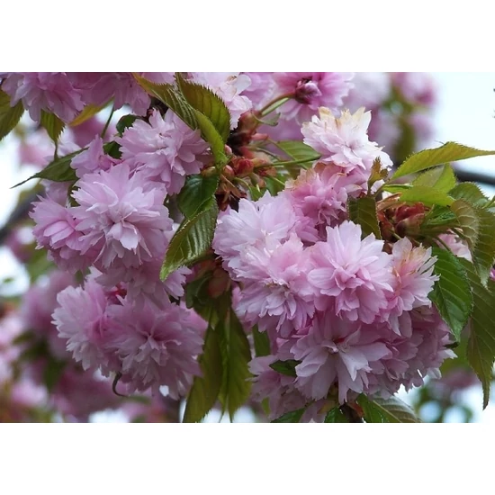Csüngő díszcseresznye   PRUNUS SERRULATA KIKU SHIDARE ZAKURA T200 6/8 K18