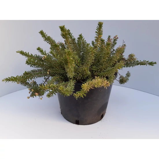 Pókvirág   GREVILLEA TAMBORITHA K10