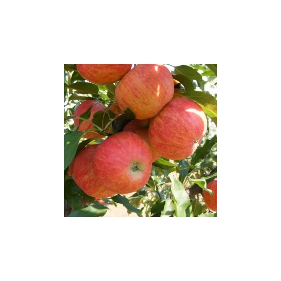 Gála alma MALUS DOMESTICA GÁLA M9 K10-12