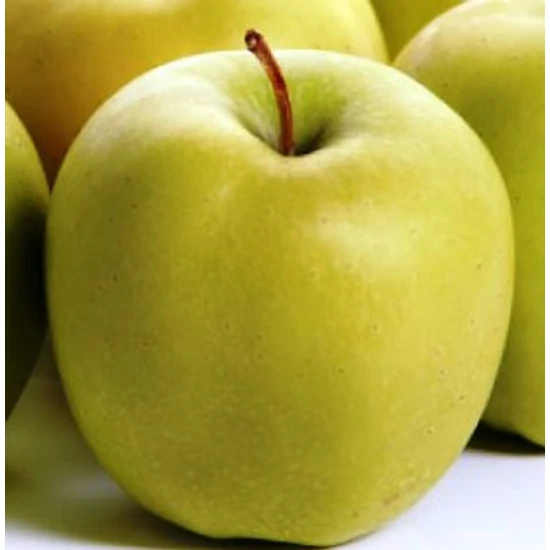 Golden alma Malus domestica