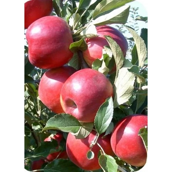 Jonatán alma MALUS DOMESTICA JONATHAN M41 K10-12
