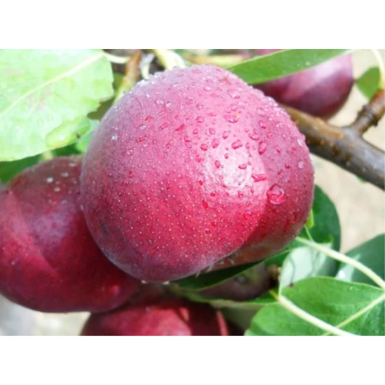 Leány csöcsű alma Malus domestica