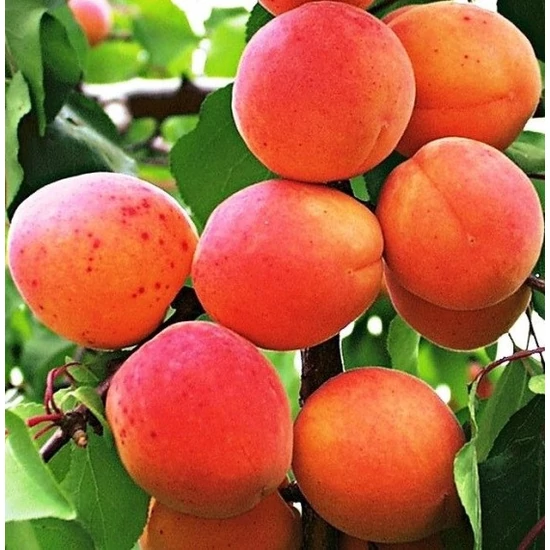Kuresia kajszi Prunus armeniaca
