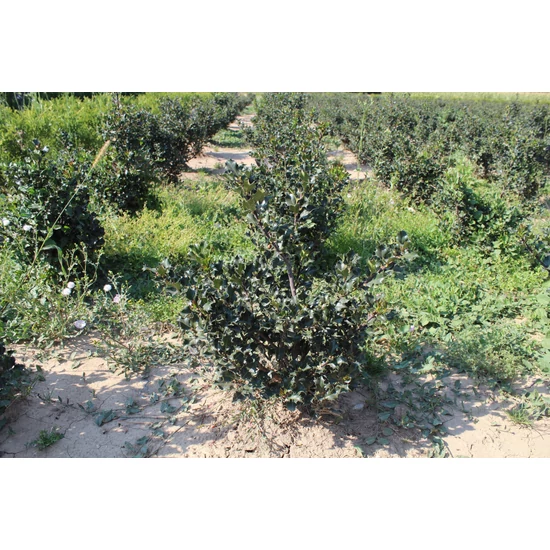 Kékeslevelű magyal ILEX MESERVEAE BLUE ANGEL 100/125*