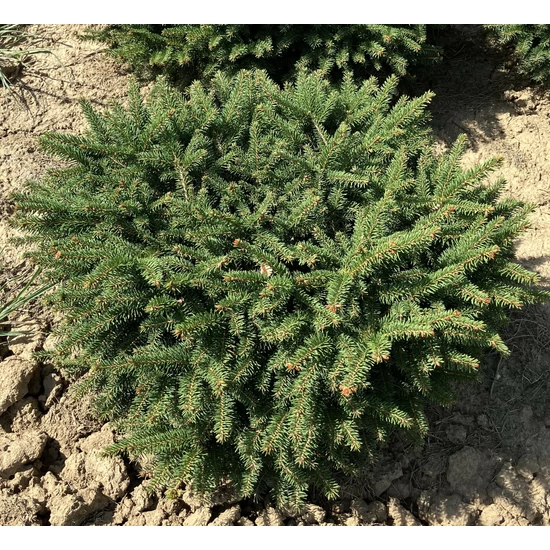 Törpe fészekfenyő PICEA ABIES NIDIFORMIS 50/60*