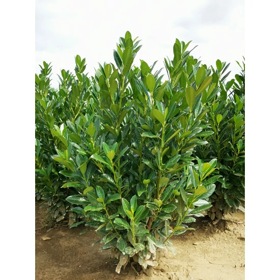 Oszlopos babérmeggy PRUNUS LAUROCERASUS GREEN TORCH 100/125*