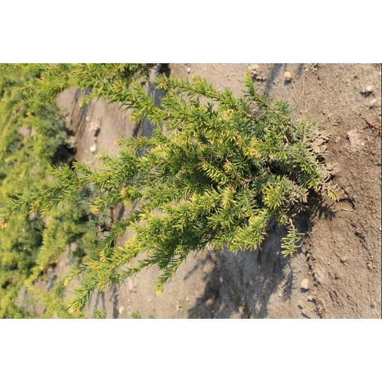 Sárgalombú tiszafa TAXUS BACCATA SEMPERAUREA 80/100*