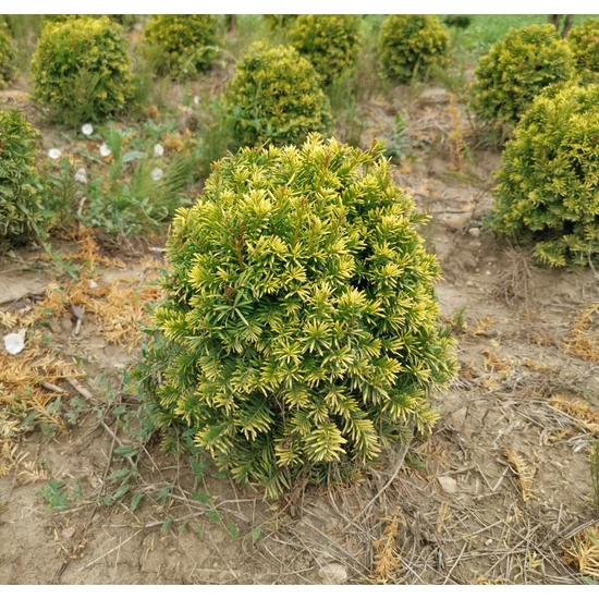 Sárgalombú tiszafa TAXUS BACCATA SEMPERAUREA GÖMBRE NYÍRT 30/40*
