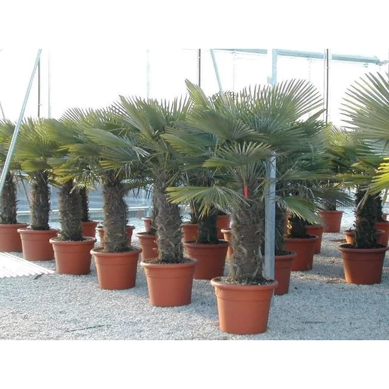 Kínai kenderpálma  CHAMAEROPS EXCELSA T140/160 TISZTÍTOTT TÖRZS K130