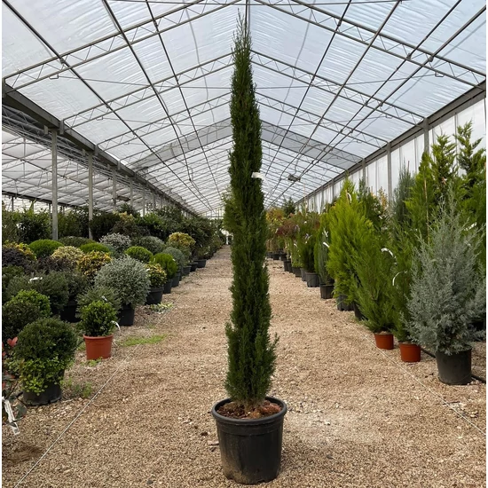 Európai ciprus   CUPRESSUS SEMPERVIRENS TOTEM 150/175 EXTRA K15