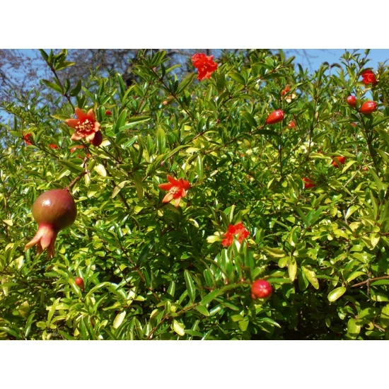 Törpe gránátalma Punica granatum Nana     