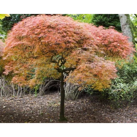 Szeldeltlevelű japán juhar  ACER PALMATUM DISSECTUM T1/2 K15