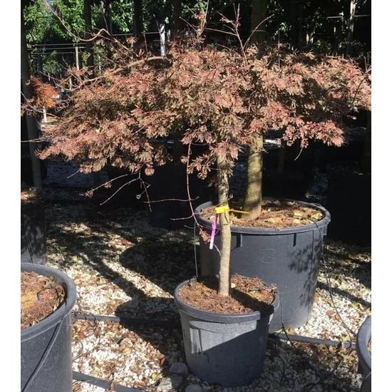 Szeldeltlevelű japán juhar  ACER PALMATUM DISSECTUM INABA SHIDARE T1/2 125/150 K70