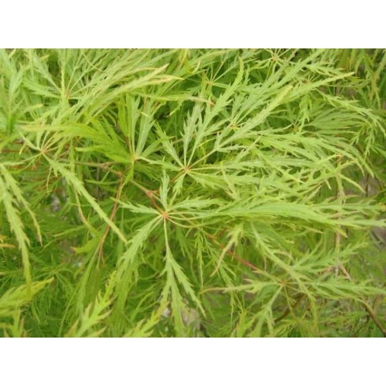 Szeldelt levelű japán juhar ACER PALMATUM DISSECTUM VIRIDIS 60/80 K10