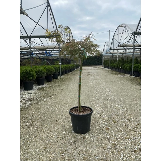 Szeldelt levelű japán juhar ACER PALMATUM DISSECTUM VIRIDIS T1/2 K15