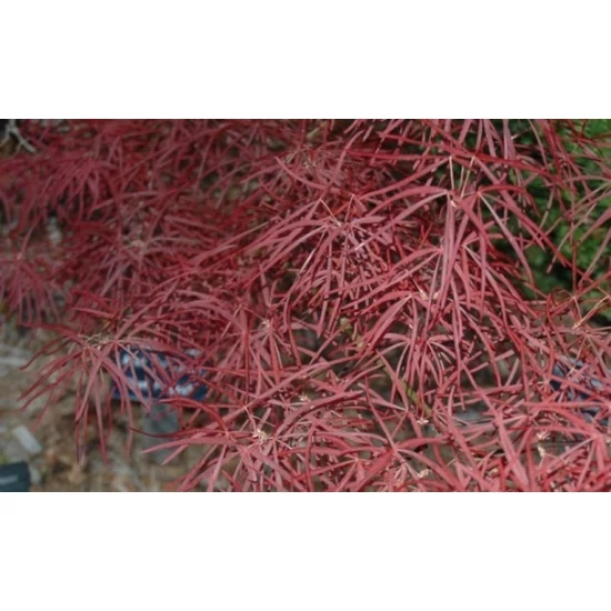 Japán juhar   ACER PALMATUM RED PYGMY 100/125 K15