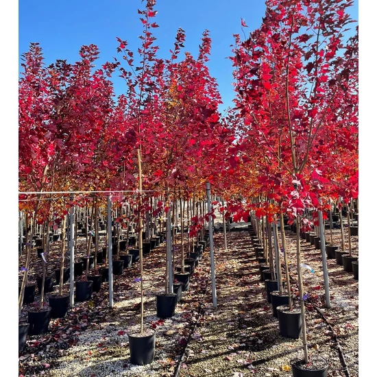 Vörös és ezüst juhar ACER RUBRUM FAIRVIEW FLAME T200 6/8 K18