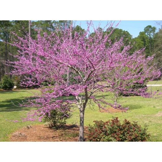 Kanadai júdásfa   CERCIS CANADENSIS FOREST PANSY 100/125 K18