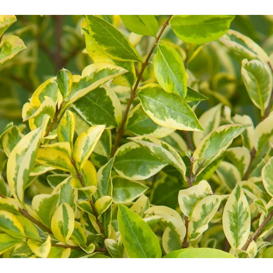 Aranytarka télizöld fagyal  LIGUSTRUM OVALIFOLIUM AUREUM K10