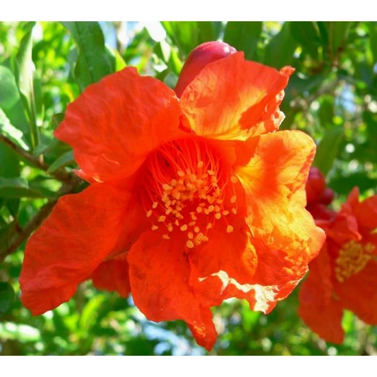 Gránátalma Punica granatum