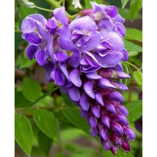 Kínai lilaakác   WISTERIA BRACHYBOTRYS SHIRO KAPITAN FUJI T1/2 K18