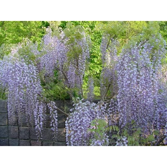 Japán lilaakác   WISTERIA FLORIBUNDA MACROBOTRYS T1/2 K18