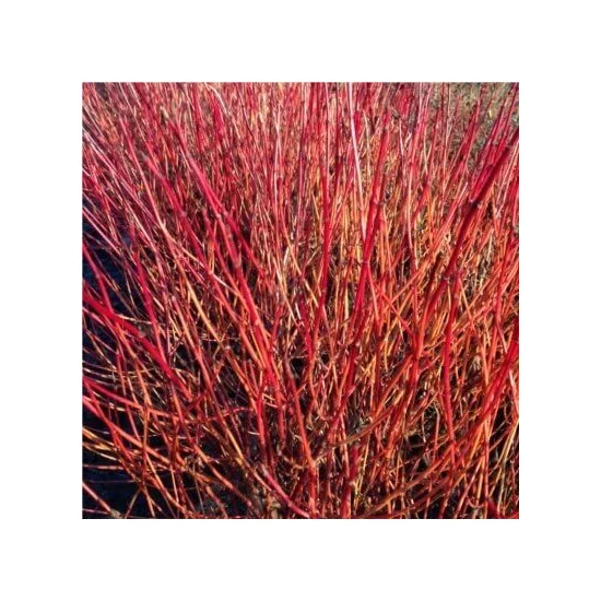 Törpe som CORNUS SERICEA KELSEYI K1,5