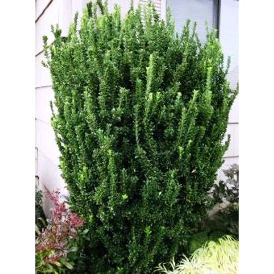 Japán kecskerágó   EUONYMUS JAPONICUS GREEN SPIRE 35/45 K3