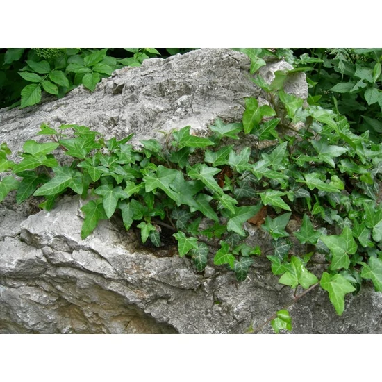 Közönséges borostyán   HEDERA ALGERIENSIS GLOIRE DE MARENGO 60/80 K2