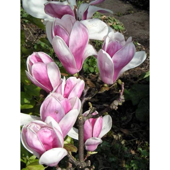 Liliomfa    MAGNOLIA SATISFACTION 40/60 K3
