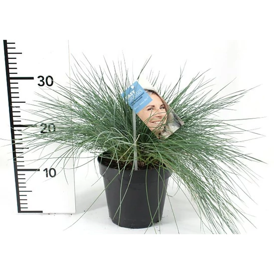 Fényperje INTENS BLUE 40/45 CS17 