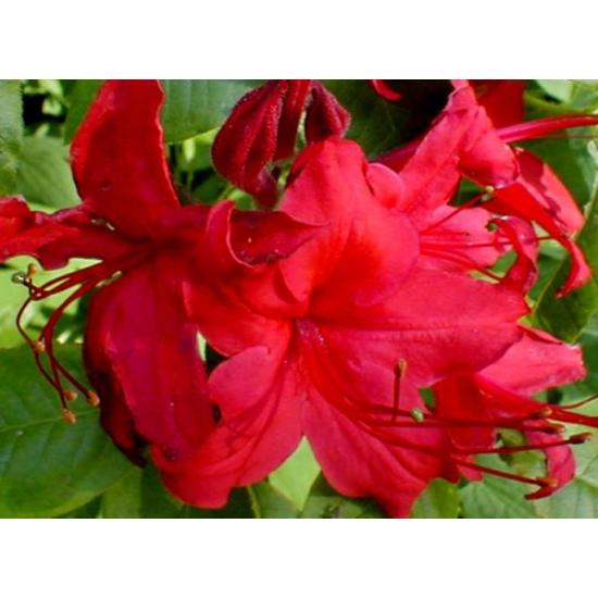 Japán azálea   AZALEA KNAPHILL 30/35 K2