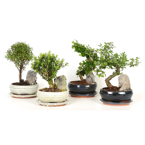 BONSAI KERÁMIÁBAN CS20