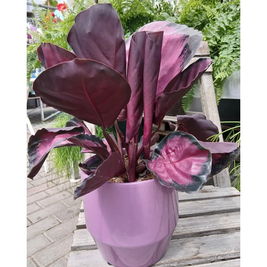 Sáfrányos zebralevél CALATHEA PEACOCK CS12