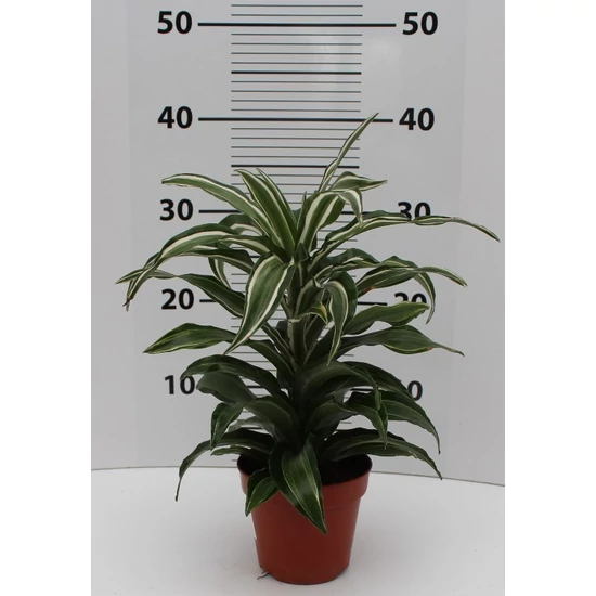Sárkányfa DRACAENA FAJTÁK 1 TÖRZSES CS11
