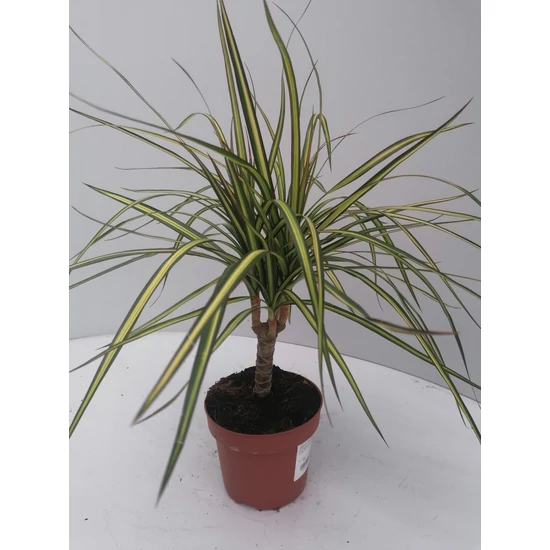 Sárkányfa  DRACAENA CS12