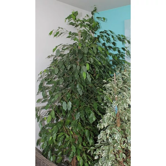 Csüngőágú fikusz FICUS BENJAMINA EXOTICA CS27
